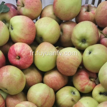 Pommes gala fraîches de haute qualité